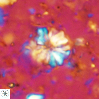 Cribrocorona echinus VR 11412