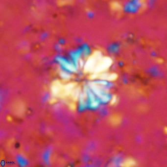 Cribrocorona echinus VR 11413