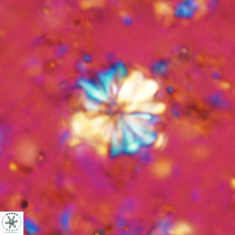 Cribrocorona echinus VR 11413