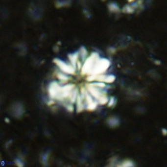 Cribrocorona echinus VR 11414