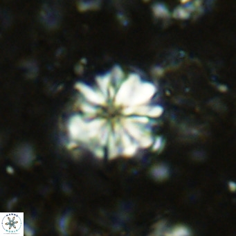 Cribrocorona echinus VR 11414