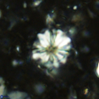 Cribrocorona echinus VR 11415