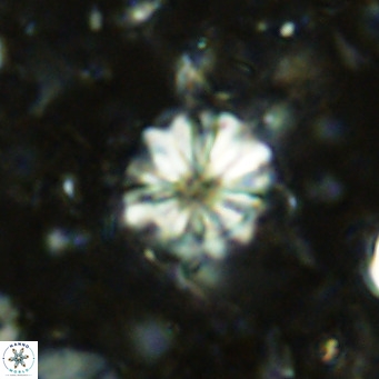 Cribrocorona echinus VR 11415