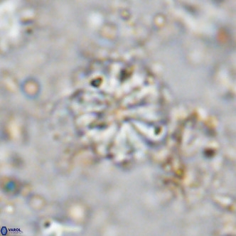 Cribrocorona echinus VR 11421
