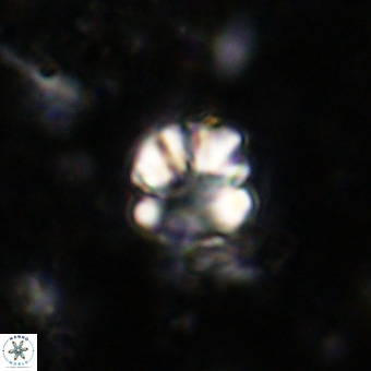 Cribrocorona echinus VR 21085