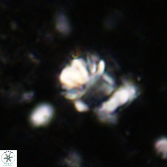 Cribrocorona echinus VR 21088