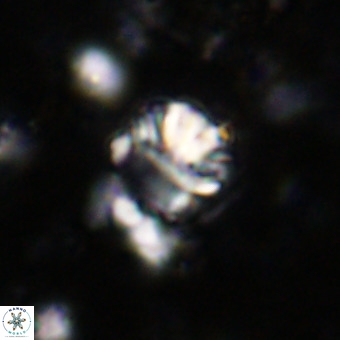 Cribrocorona echinus VR 21089