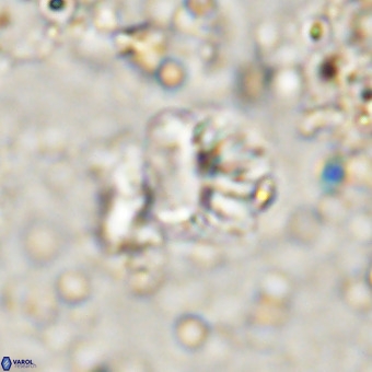 Cribrocorona echinus VR 21093