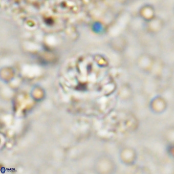 Cribrocorona echinus VR 21095