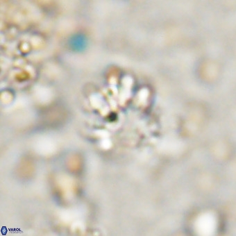 Cribrocorona echinus VR 21096