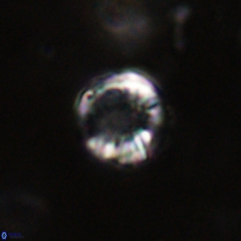 Cribrocorona echinus VR 22922