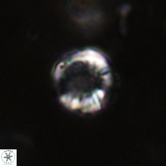 Cribrocorona echinus VR 22922