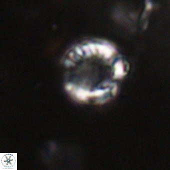 Cribrocorona echinus VR 22925