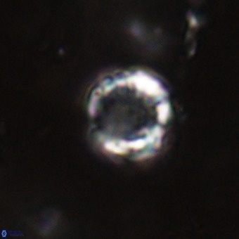 Cribrocorona echinus VR 22926