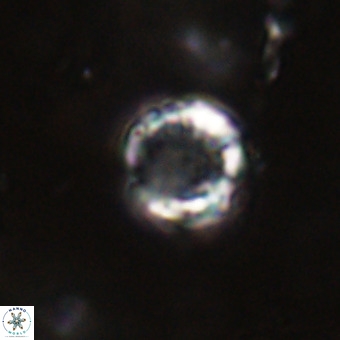Cribrocorona echinus VR 22926