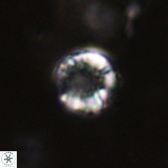 Cribrocorona echinus VR 22929
