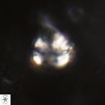 Cribrocorona echinus VR 22932