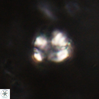 Cribrocorona echinus VR 22935