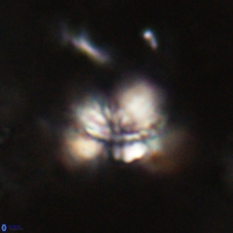 Cribrocorona echinus VR 22938