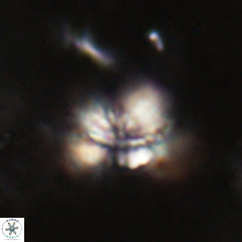 Cribrocorona echinus VR 22938