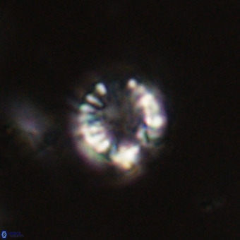 Cribrocorona echinus VR 22939