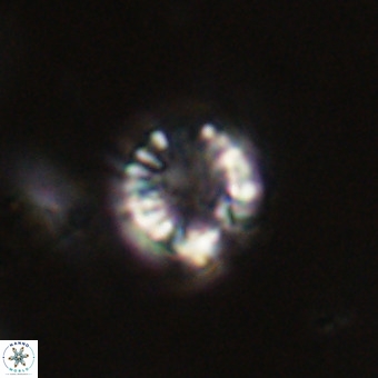 Cribrocorona echinus VR 22939