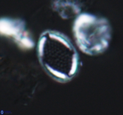 Cribrosphaerella numerosa 10834