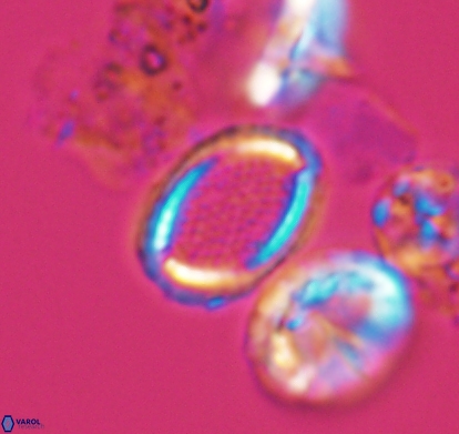 Cribrosphaerella numerosa 10839