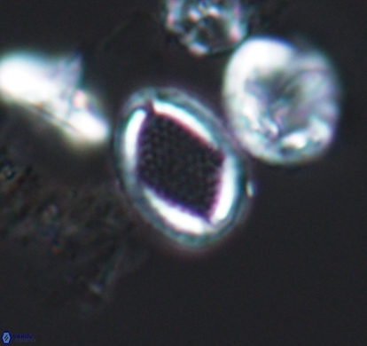 Cribrosphaerella numerosa 10833