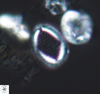 Cribrosphaerella numerosa 10833