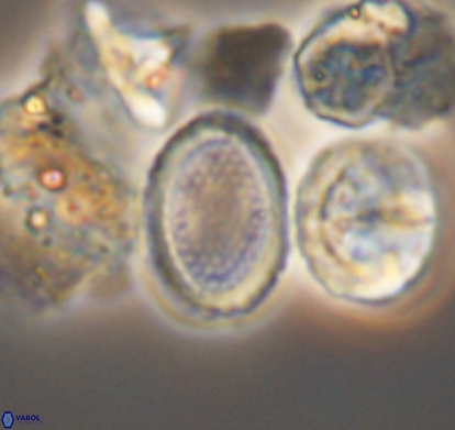 Cribrosphaerella numerosa 10841