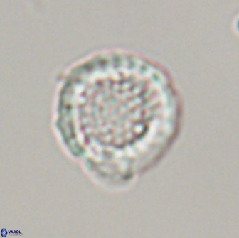 Cribrosphaerella circula 13838