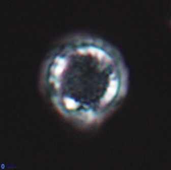 Cribrosphaerella circula 13839