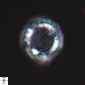 Cribrosphaerella circula 13839