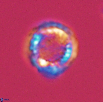 Cribrosphaerella circula 13840