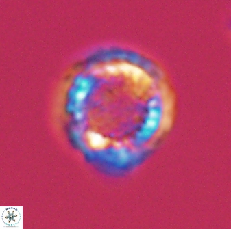 Cribrosphaerella circula 13840
