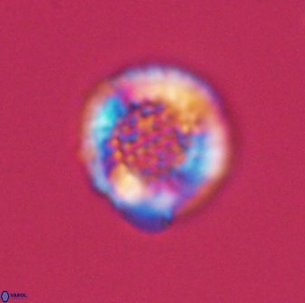 Cribrosphaerella circula 13841