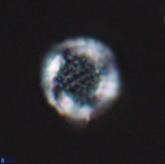 Cribrosphaerella circula 13842