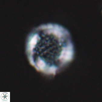 Cribrosphaerella circula 13842