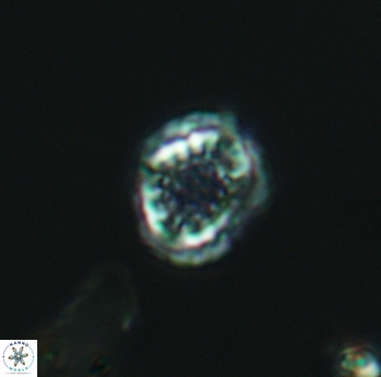 Cribrosphaerella dysmorphia 3058