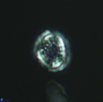 Cribrosphaerella dysmorphia 3061