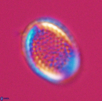 Cribrosphaerella ehrenbergii 10185
