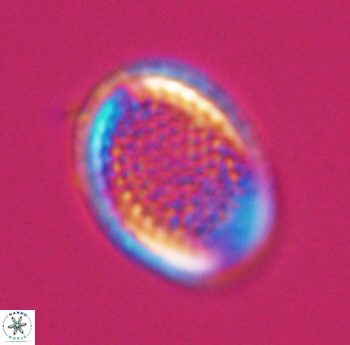 Cribrosphaerella ehrenbergii 10185