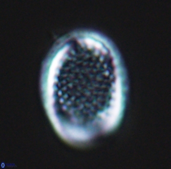 Cribrosphaerella ehrenbergii 10186