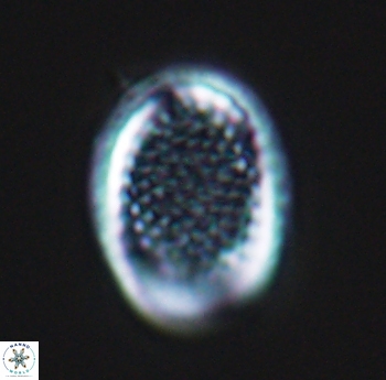 Cribrosphaerella ehrenbergii 10186
