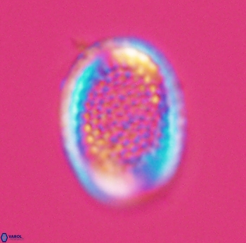 Cribrosphaerella ehrenbergii 10187