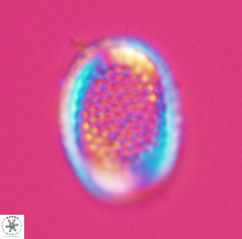 Cribrosphaerella ehrenbergii 10187