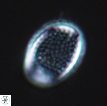 Cribrosphaerella ehrenbergii 10188