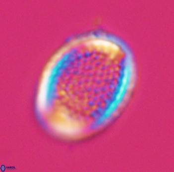 Cribrosphaerella ehrenbergii 10189