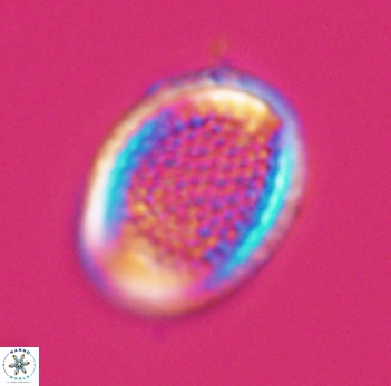 Cribrosphaerella ehrenbergii 10189